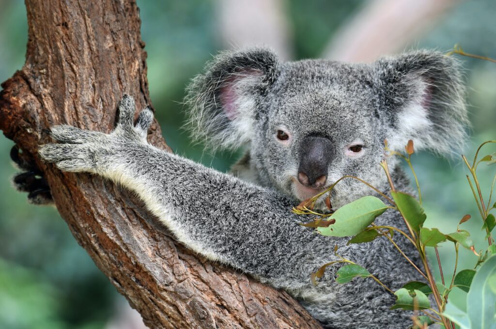 Australia Koala