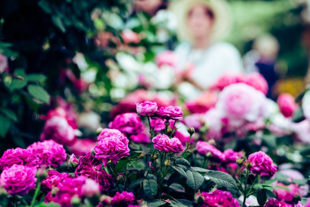 Pink flowers from garden